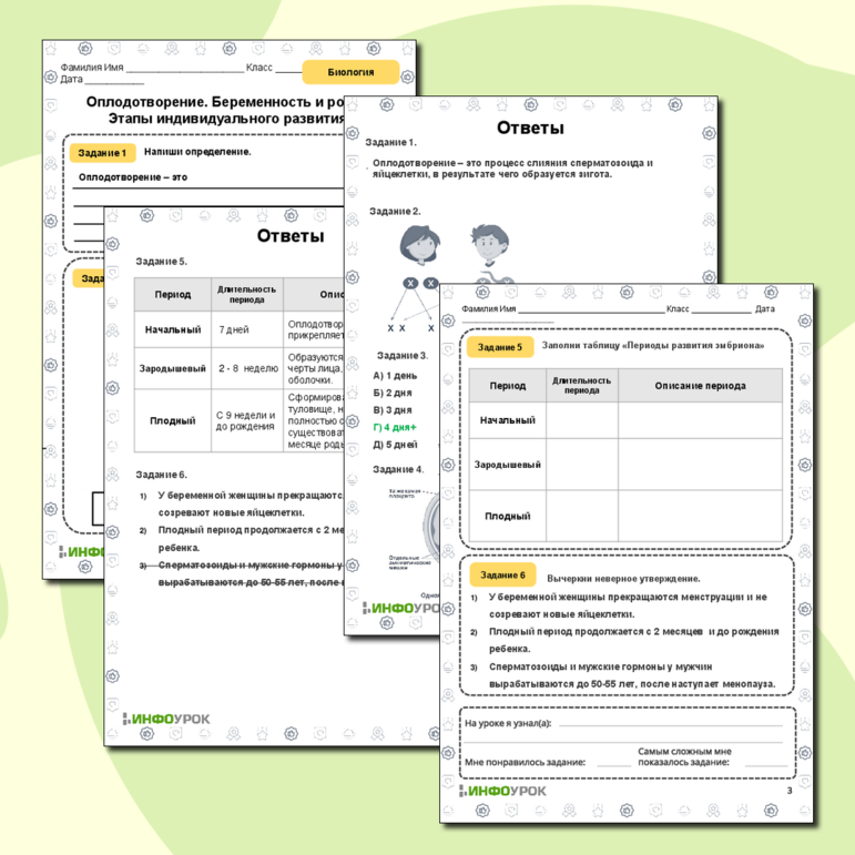 Рабочий лист по биологии «Оплодотворение. Беременность и роды. Этапы индивидуального развития»