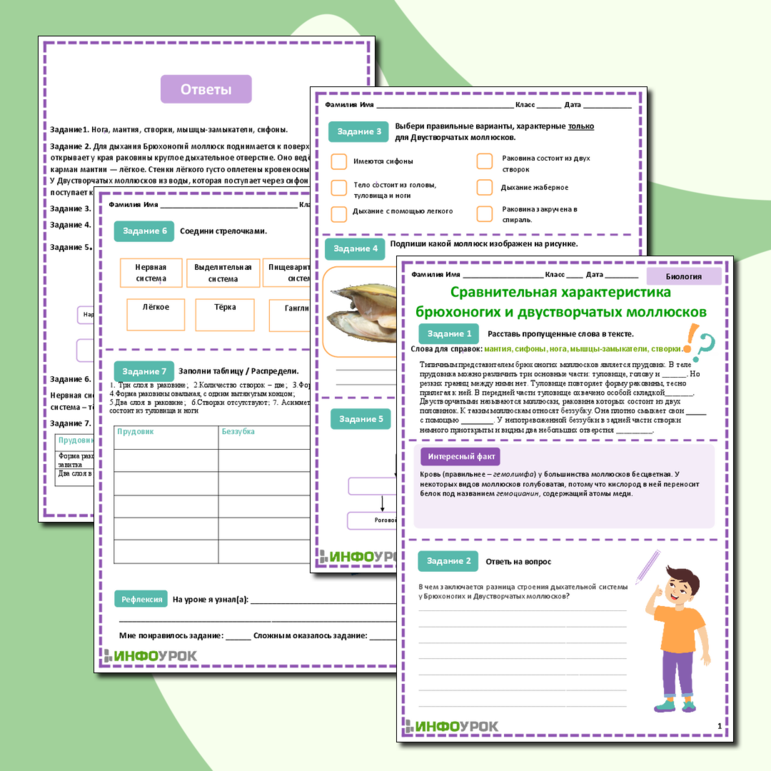 Рабочий лист Сравнительная характеристика брюхоногих и двустворчатых моллюсков