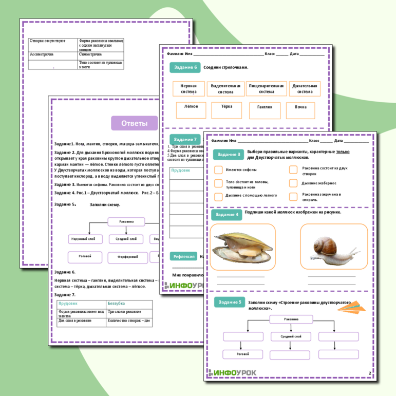 Рабочий лист Сравнительная характеристика брюхоногих и двустворчатых моллюсков
