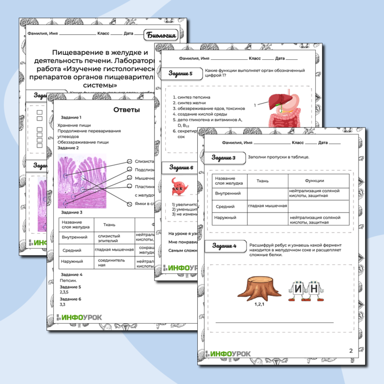 Рабочий лист Пищеварение в желудке и деятельность печени. Лабораторная работа «Изучение гистологических препаратов органов пищеварительной системы»