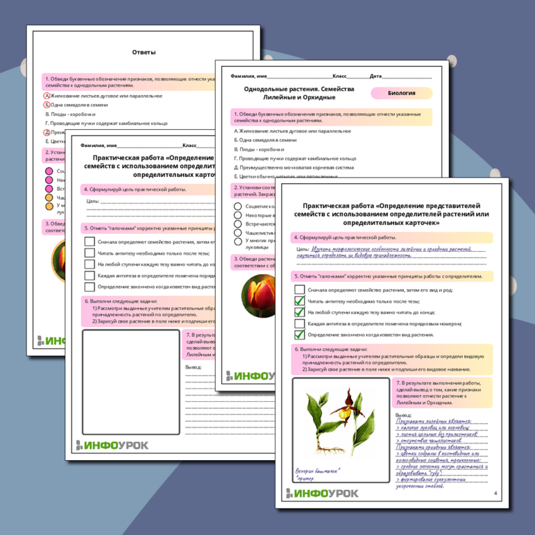 Рабочий лист по биологии: Семейства Лилейные и Орхидные. «Определение представителей семейств с использованием определителей растений или определительных карточек»