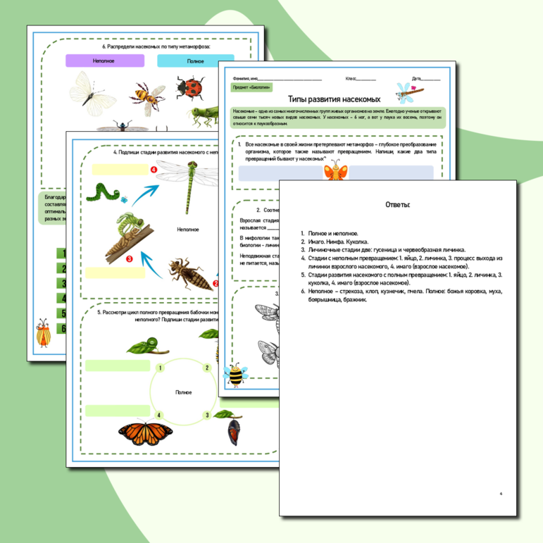 Рабочий лист по биологии «Типы развития насекомых. Метаморфоз насекомых».