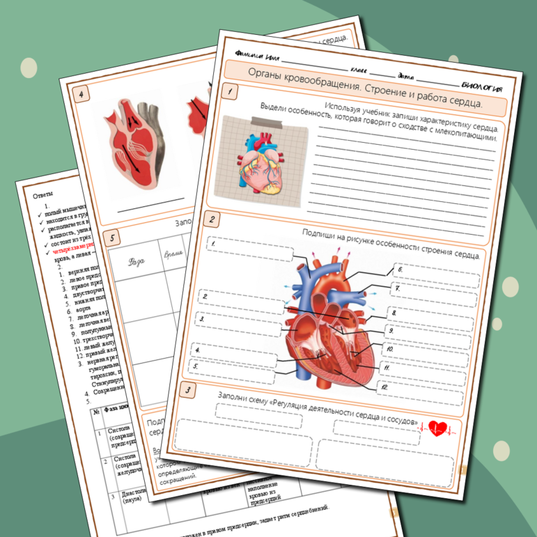 Рабочий лист «Органы кровообращения. Строение и работа сердца» 9 класс, к учебнику В.В Пасечника (Линия жизни)