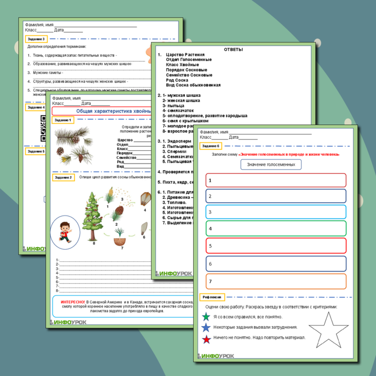 Рабочий лист по биологии 7 класс «Общая характеристика Хвойных растений»