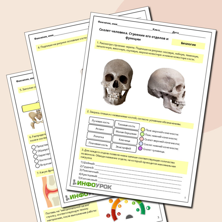 Строение скелета человека - Учебник по Биологии. 8 класс. Матяш - Новая программа