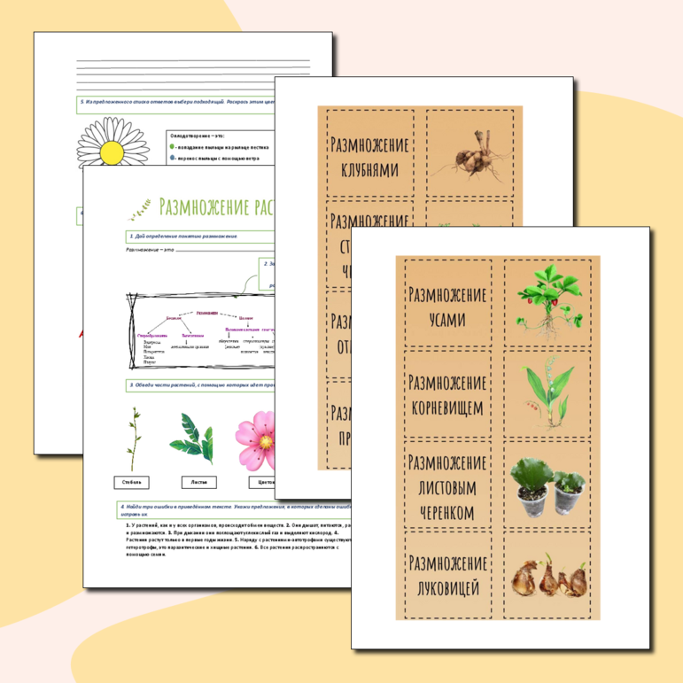 Рабочий лист размножение растений 6 - 7 класс