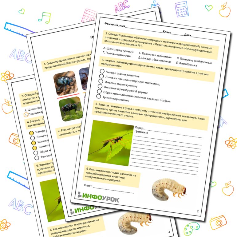 Рабочий лист по биологии: Основные отряды насекомых с полным превращением (Жесткокрылые и Перепончатокрылые)