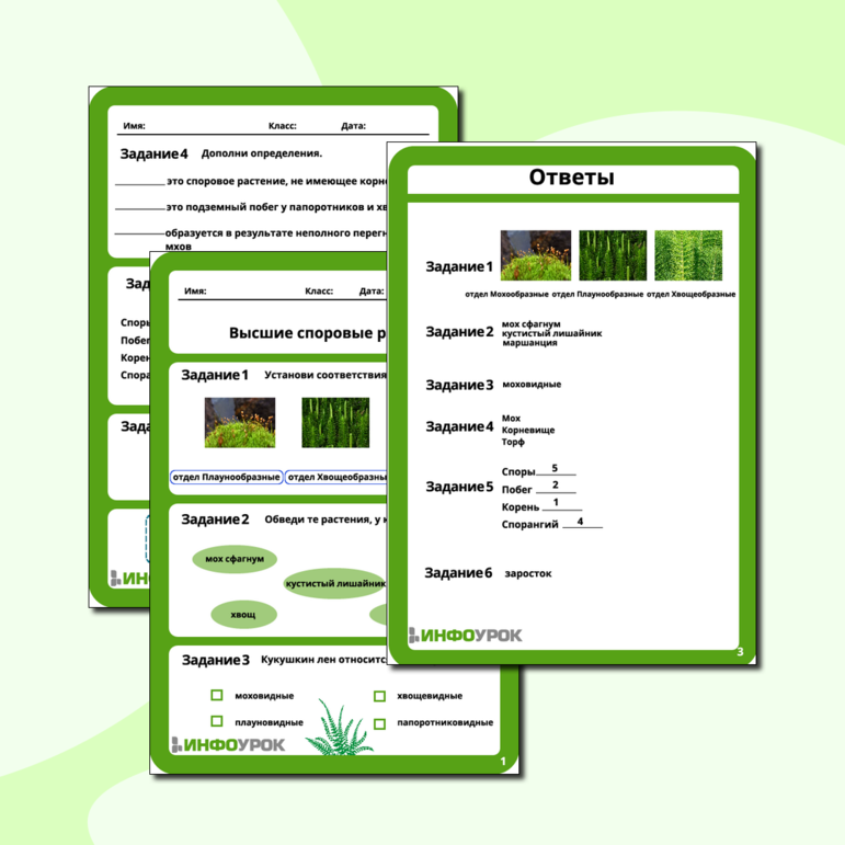 Рабочий лист «Высшие споровые растения»
