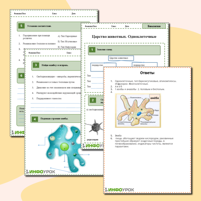 Рабочий лист «Царство животных. Одноклеточные»