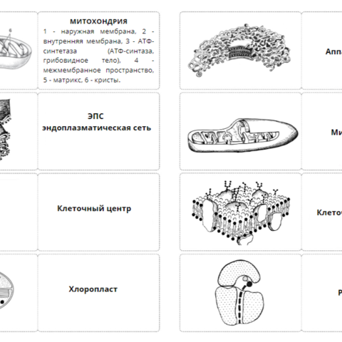 Карточки Органоиды клетки по общей биологии