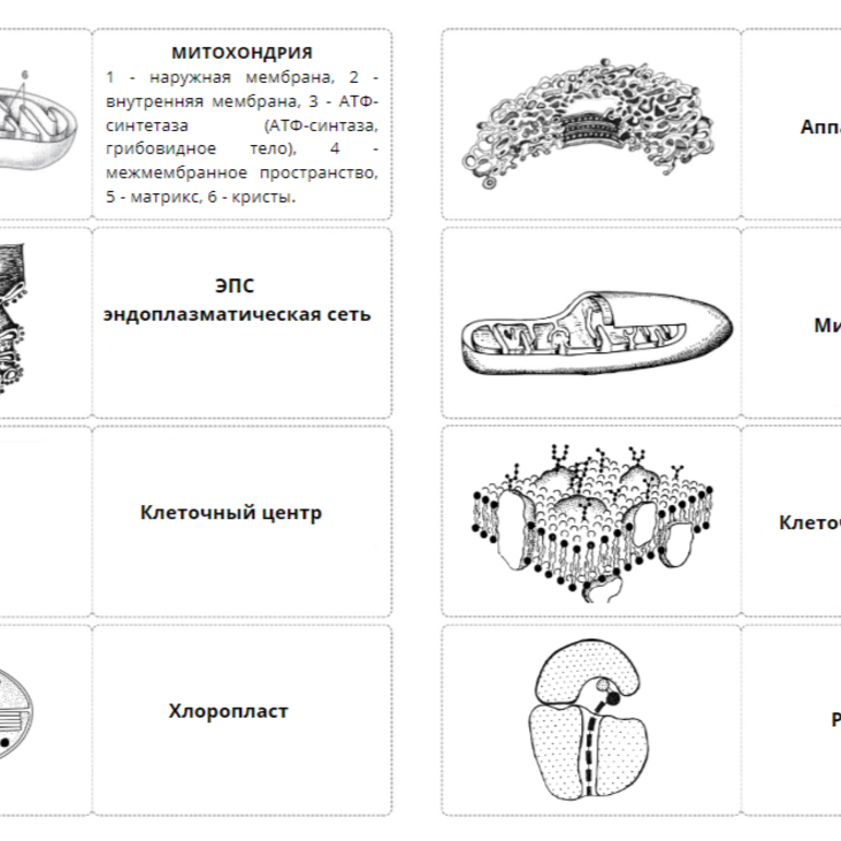 Карточки Органоиды клетки по общей биологии