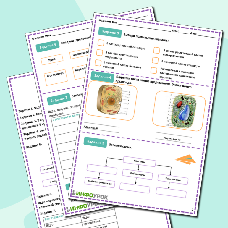 Рабочий лист по биологии Строение растительной и животной клетки
