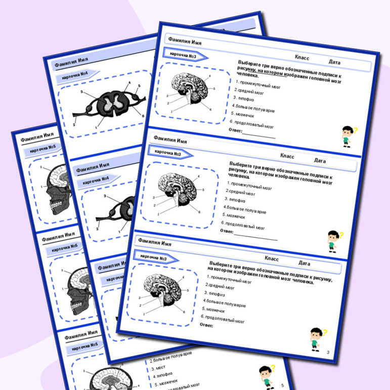 Карточки-пятиминутки по биологии «Строение головного и спинного мозга»