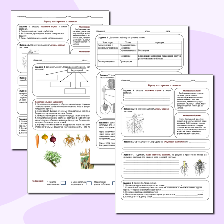 Рабочий лист «Корень, его строение и значение»
