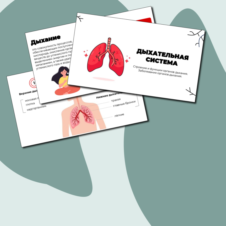 Презентация Дыхательная система человека. Подготовка к ОГЭ