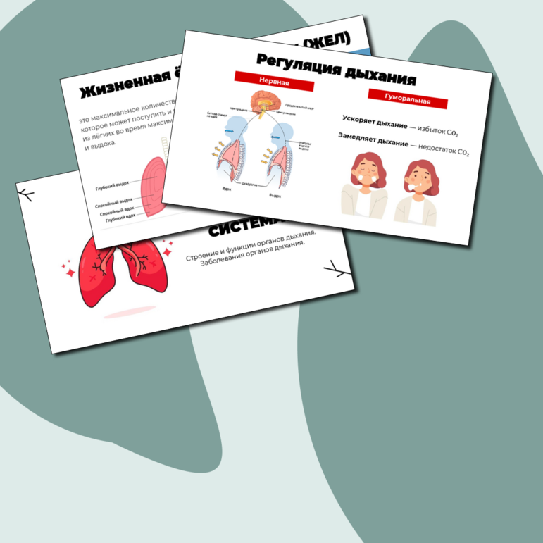 Презентация Дыхательная система человека. Подготовка к ОГЭ