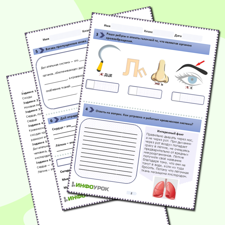 Рабочий лист по окружающему миру на тему «Дыхание и кровообращение»