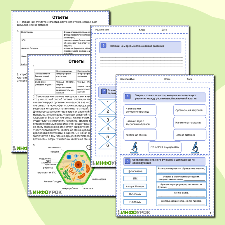 Сходство и различии в строении клеток растений, животных и грибов