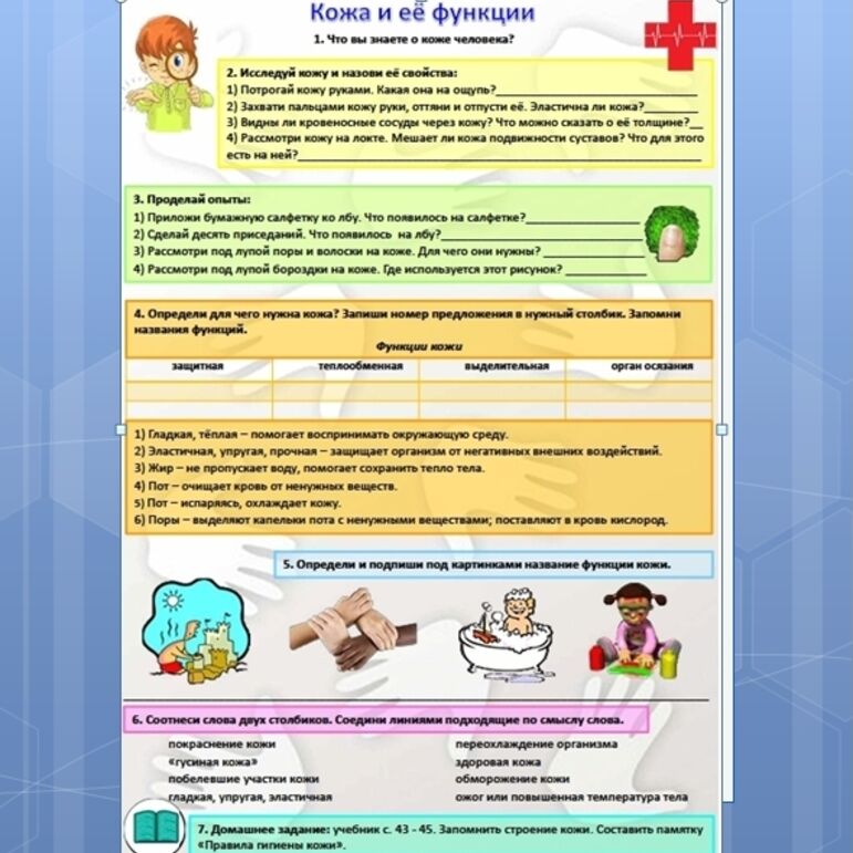 Рабочий лист по окружающему миру. 3, 4 класс. Тема: Кожа и её функции
