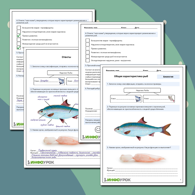 Рабочий лист по биологии: Общая характеристика рыб