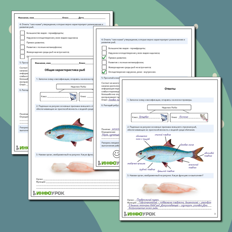 Рабочий лист по биологии: Общая характеристика рыб