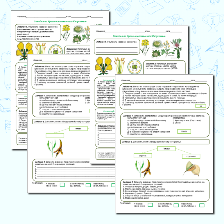 Рабочий лист «Семейство Крестоцветные»