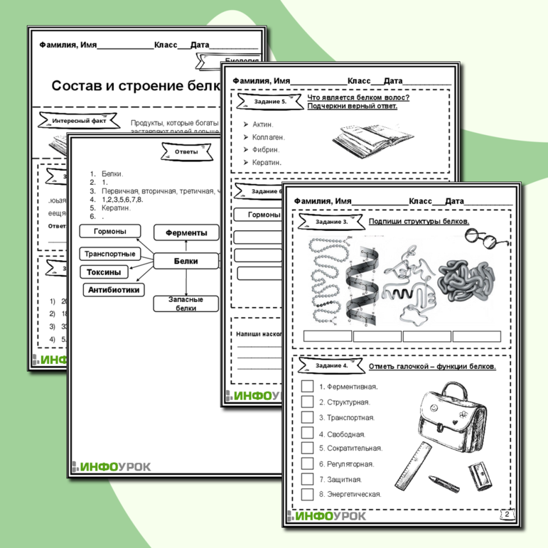 Рабочий лист «Состав и строение белков»