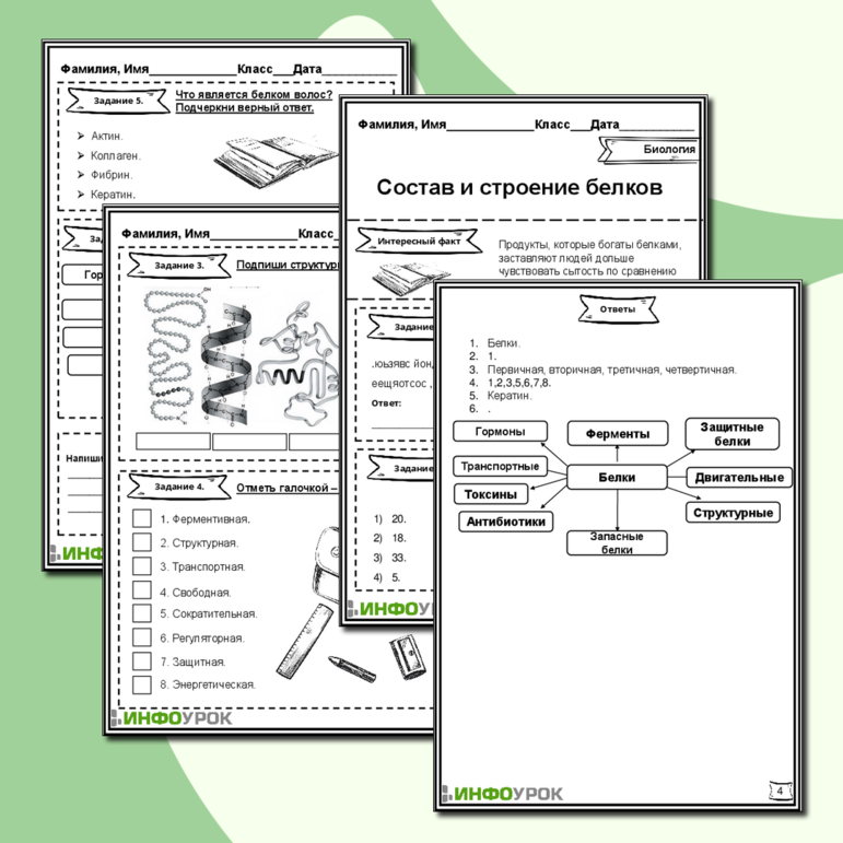 Рабочий лист «Состав и строение белков»