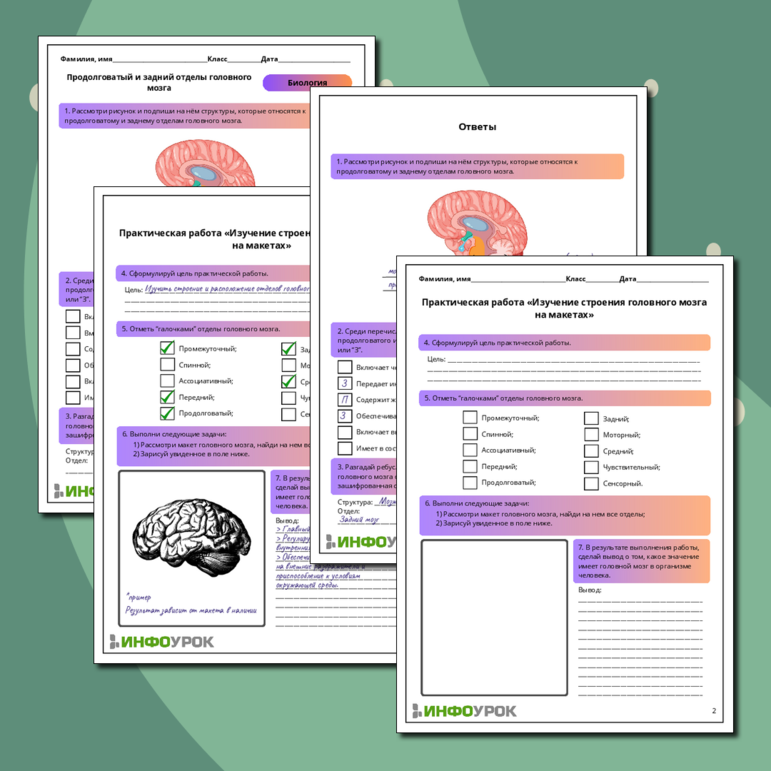Рабочий лист по биологии: Продолговатый и задний отделы головного мозга. Практическая работа «Изучение строения головного мозга на макетах»