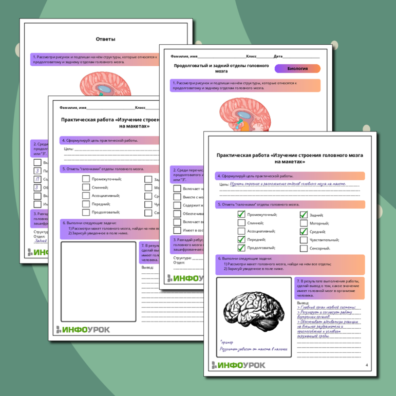 Рабочий лист по биологии: Продолговатый и задний отделы головного мозга. Практическая работа «Изучение строения головного мозга на макетах»
