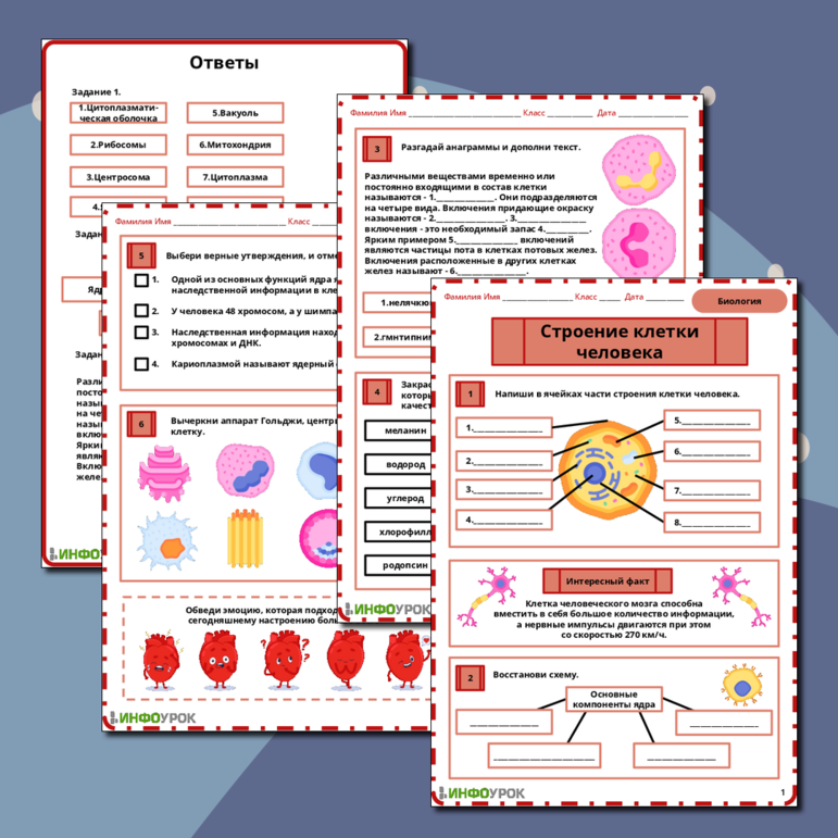 Рабочий лист по биологии на тему «Строение клетки человека»