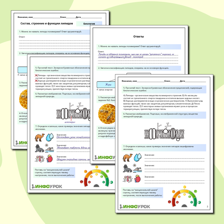 Рабочий лист по биологии: Состав, строение и функции липидов