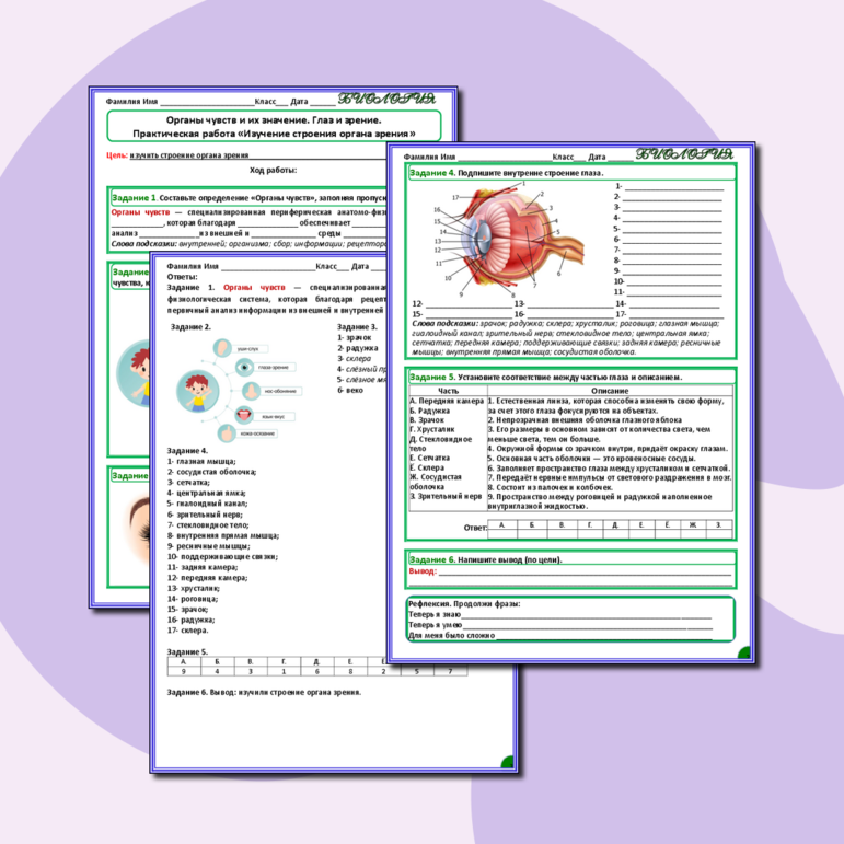 Рабочий лист по биологии на тему Органы чувств и их значение. Глаз и зрение. Практическая работа «Изучение строения органа зрения»