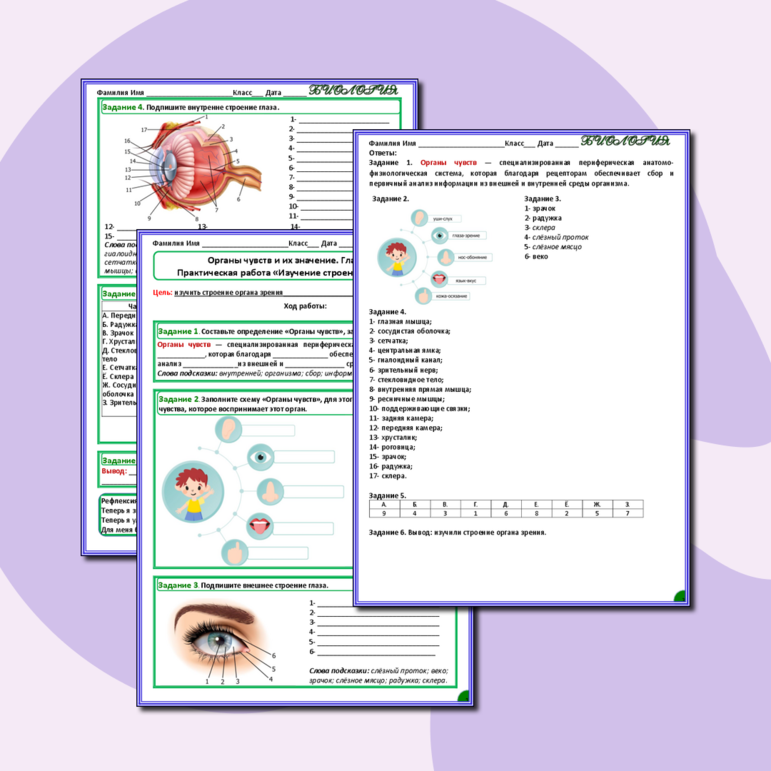 Рабочий лист по биологии на тему Органы чувств и их значение. Глаз и зрение. Практическая работа «Изучение строения органа зрения»