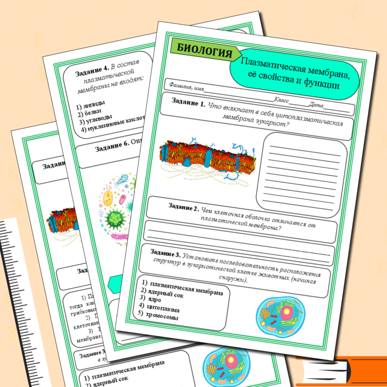 Рабочий лист по теме: «Плазматическая мембрана, её свойства и функции»