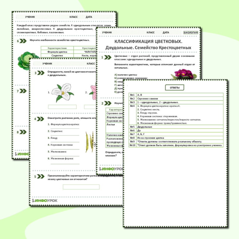 Рабочий лист: Классификация Цветковых. Двудольные. Семейство Крестоцветных. Практическая работа «Определение представителей семейства Крестоцветных с использованием определителей растений или определительных карточек»