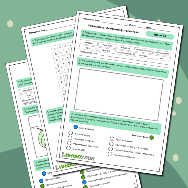 Рабочий лист по биологии: Фотосинтез. Значение фотосинтеза