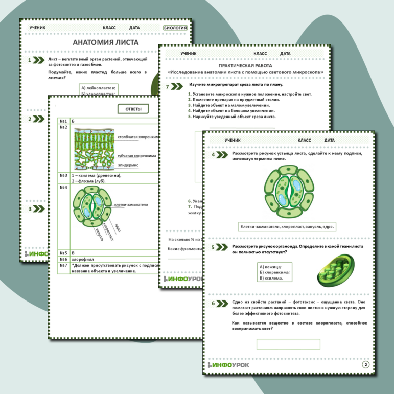 Рабочий лист: Анатомия листа. Практическая работа «Исследование анатомии листа с помощью светового микроскопа»