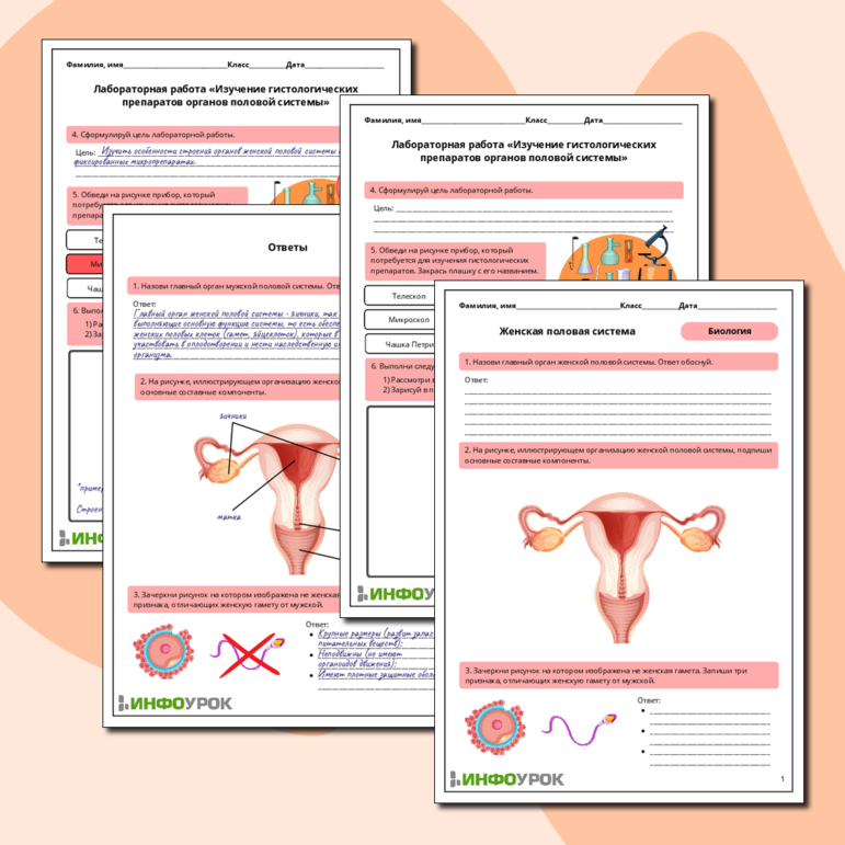 Рабочий лист по биологии: Женская половая система. Лабораторная работа «Изучение гистологических препаратов органов половой системы»