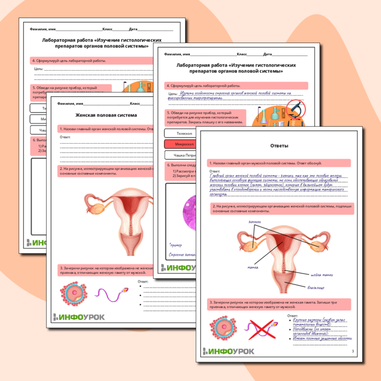 Рабочий лист по биологии: Женская половая система. Лабораторная работа «Изучение гистологических препаратов органов половой системы»