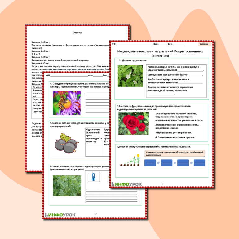 Рабочий лист «Индивидуальное развитие растений Покрытосеменных (онтогенез)»