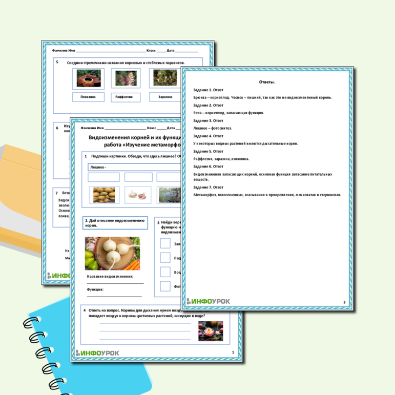 Рабочий лист «Видоизменения корней и их функции. Лабораторная работа «Изучение метаморфозов корня»