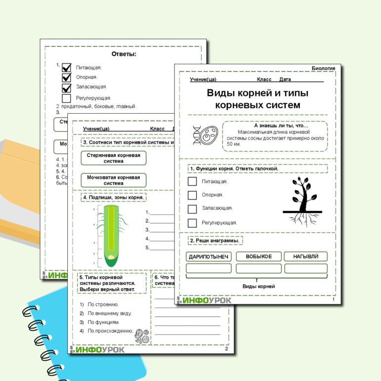 Рабочий лист «Виды корней и типы корневых систем»