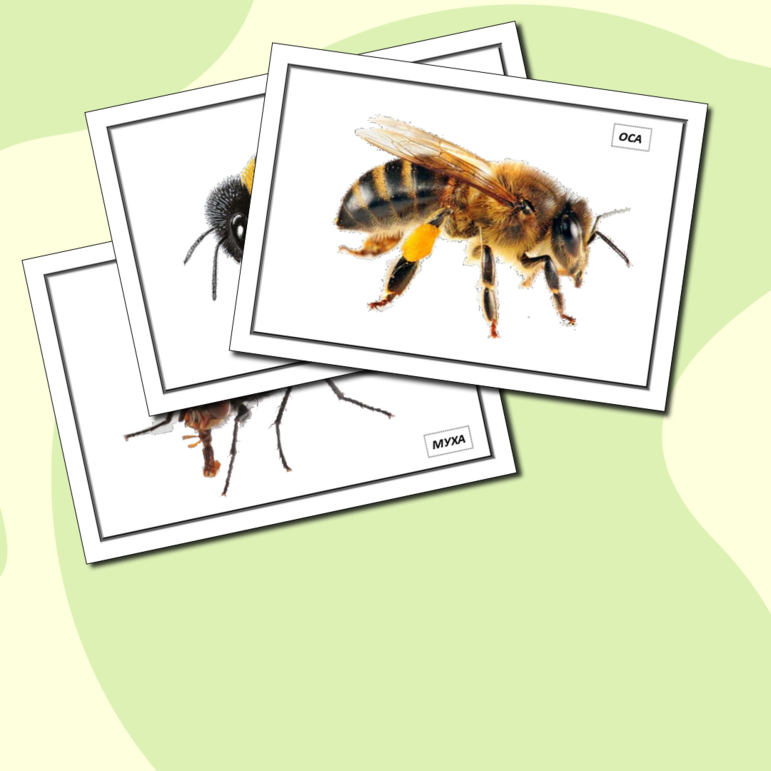 Демонстрационные карточки по теме насекомые