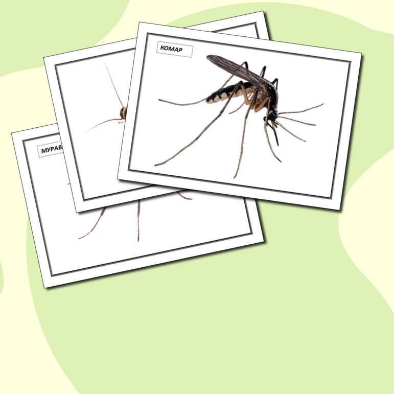 Демонстрационные карточки по теме насекомые