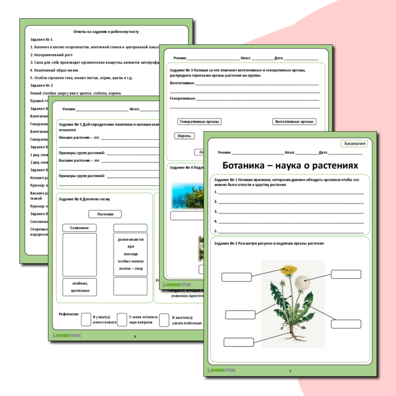 Рабочий лист по биологии по теме «Ботаника - наука о растениях»