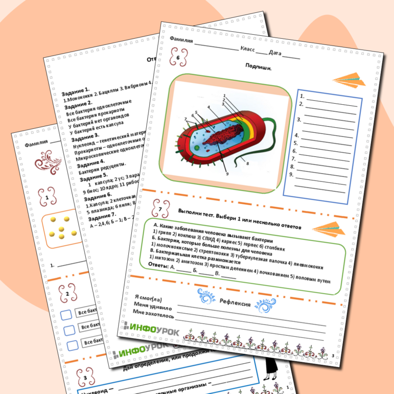 Рабочий лист. Бактерии