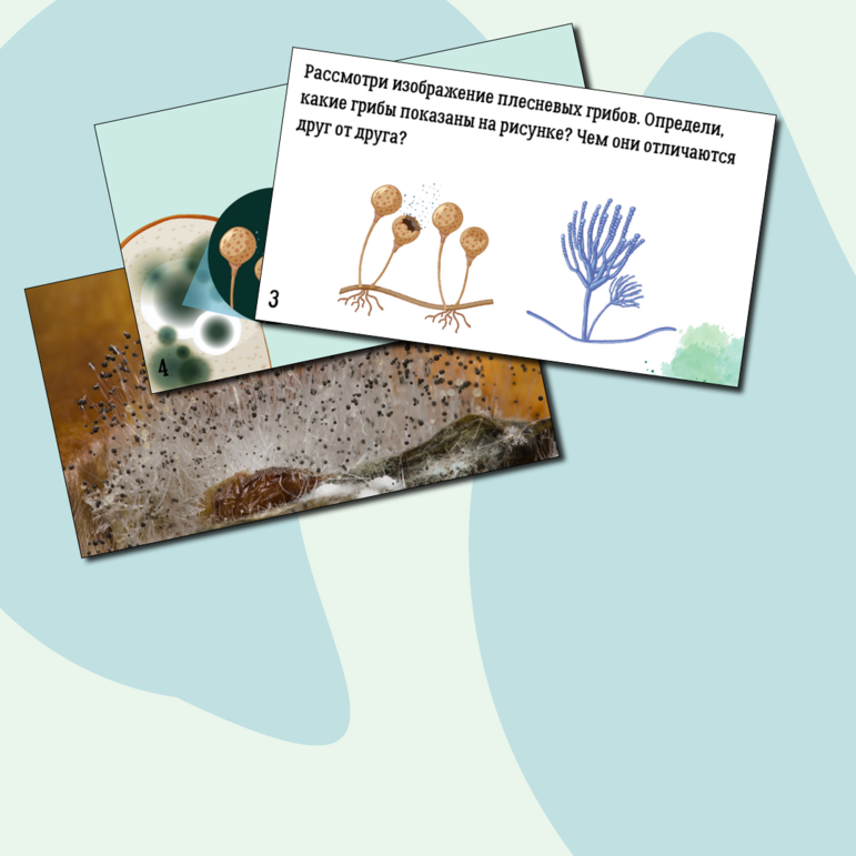 Презентация: Плесневые грибы и дрожжи, 7 класс, к УМК В.В. Пасечника 