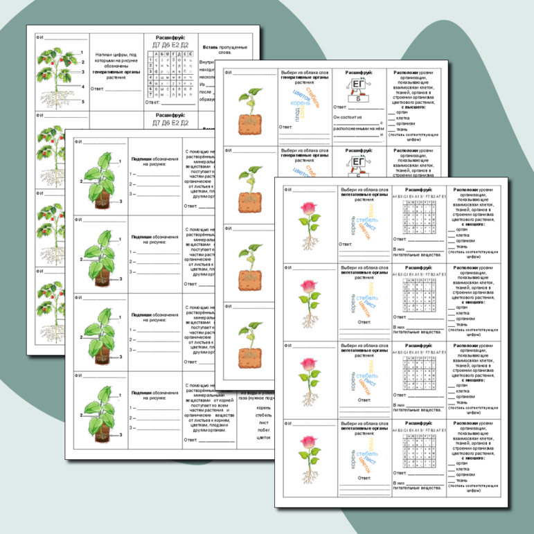 Карточки-пятиминутки «Органы растения»