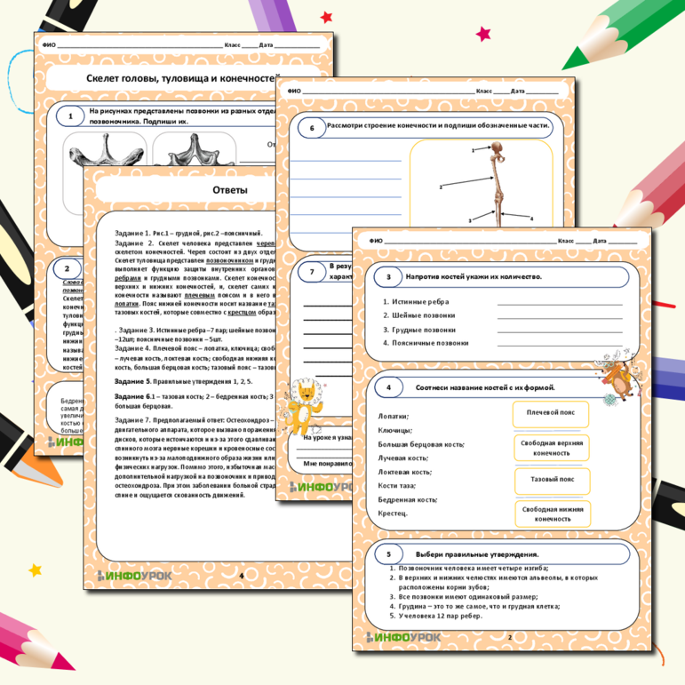 Рабочий лист Скелет головы, туловища и конечностей